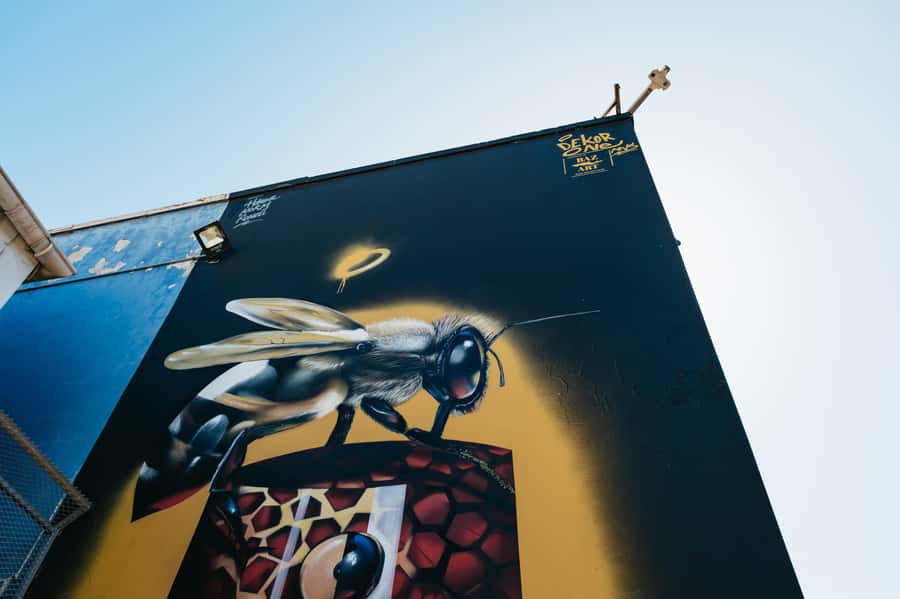 Cape Town: Street Art Walking Tour in Woodstock - Salt River Nature Park and the change in scenery