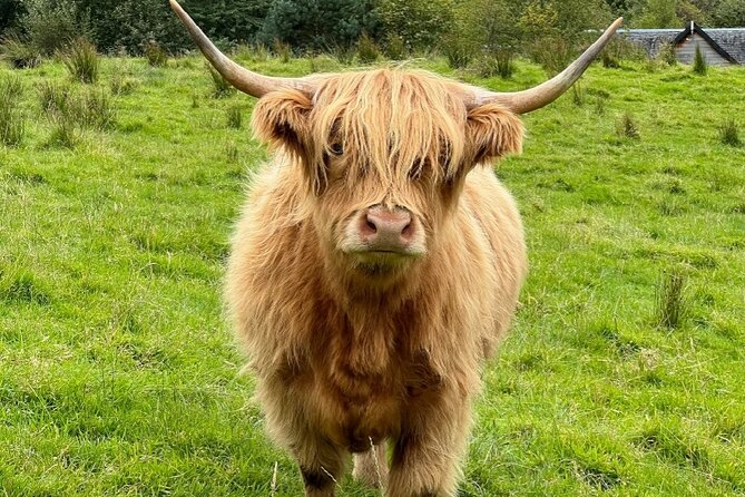 Highland Cows, Glasgow Cathedral, Murals, Kelpies Half Day Tour - Why this Edinburgh to Glasgow trip works