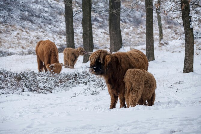 Highland Cows, Glasgow Cathedral, Murals, Kelpies Half Day Tour - Glasgow’s murals from the vehicle